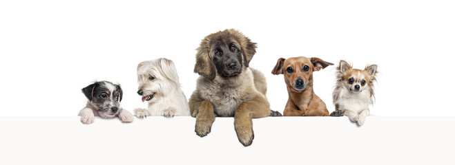 groups of different dogs leaning on a empty web banner to place text. Empty space for text, isolated on white