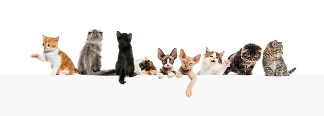 groups of different cats leaning on a empty web banner to place text.    Empty space for text,...