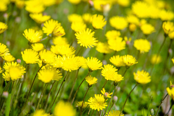 Yellow dandelions blooming on grass background
