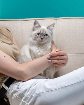 Fluffy grey cat with blue eyes on the lap of its owner. Petting Neva Masquerade kitten is looking at camera. The girl sits on a chair and holds her kitten in her arms