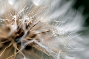 Close-up of a dandelion seed head, the intricate, delicate structure of the seeds poised to...
