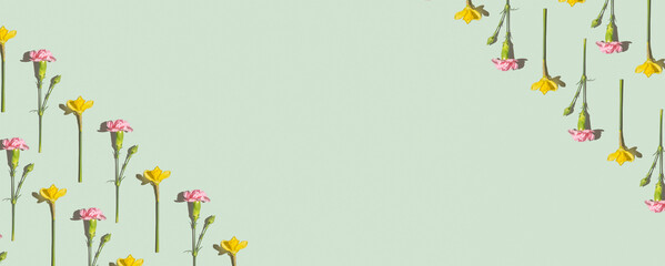 Pink and yellow spring flowers pattern on a green background. Daffodils and carnations flowers flat lay top view