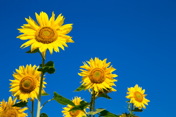 Sunflower field with cloudy blue sky