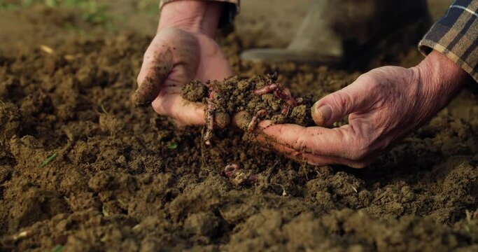 Cinematic Close Up Shot of Mature Male Farmer Hands Collecting Earthworms From the Ground to Prepare for Composting the Soil.  Bio Agriculture and Eco-friendly Farming Cultivation Concept