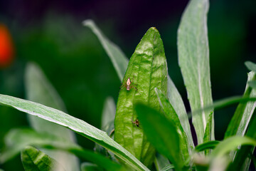 Lynx spider (Oxyopes) courtship