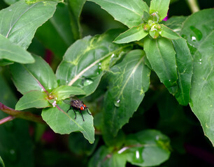 Flesh fly (sarcophaga bercaea)