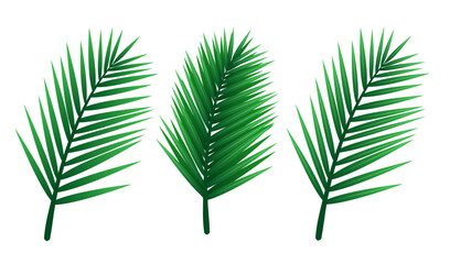 Palm leaves set. Vector clipart isolated on white background.