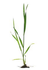 Fototapeta na wymiar Green young wheat, macro in spring, isolated on white, clipping path
