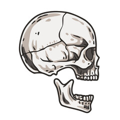Skull vector for halloween design. Skeleton head or bone brutal skull