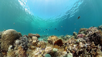 Tropical sea and coral reef. Underwater Fish and Coral Garden. Underwater sea fish. Tropical reef marine. Colourful underwater seascape. Philippines.