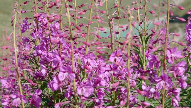 big bee insect pollinates wild flower in the mountains