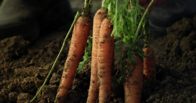 Close Up on a Mature Male Farmer's Hands Harvesting Quality Fresh Carrots Removed From Fertilized Soil in Ecological Farming Field. Bio Agriculture and Eco-friendly Farming Cultivation Concept