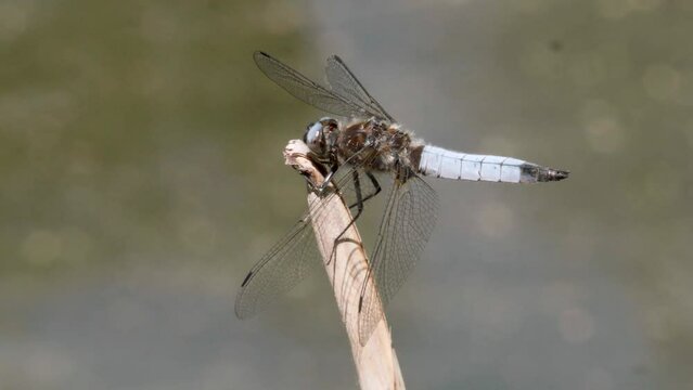 dragonfly rests on a stem in the pond
