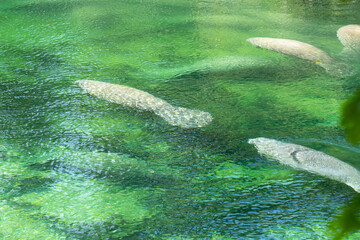 A herd of Florida Manatee (Trichechus manatus latirostris) swimming in the crystal-clear spring water at Blue Spring State Park in Florida, USA, a winter gathering site for manatees.