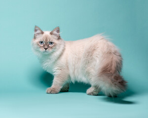Fluffy grey cat with blue eyes in studio on turquoise background. Sitting Neva Masquerade kitten...