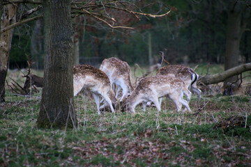 A view of a Fallow Deer in the wild in Shropshire