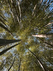 Bamboo wood from bottom