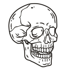 Skull vector for halloween design. Skeleton head or bone brutal skull