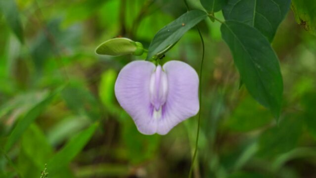 Centrosema virginianum plant with a natural background. Also called Spurred Butterfly Pea, wild blue vine, blue bell, wild pea. This plant in Indonesia (Javanese) is called sinder siman.