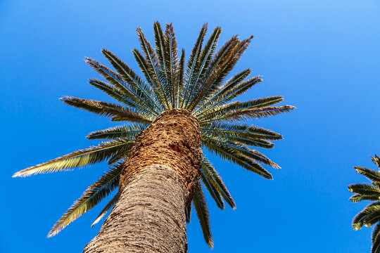 View from bottom on top of palm tree with sky