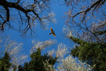 Buzzard flies over a forest