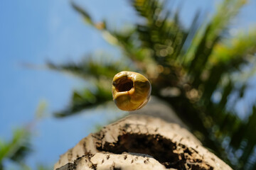 Small coconuts fall from the coconut tree shooting from the bottom of the trunk upwards