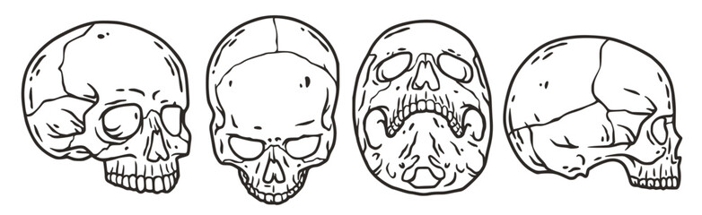 Skull vector set for halloween design. Skeleton head collection or bone brutal skull
