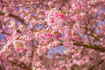 Cherry blossoms in springtime in Alexandra park in London