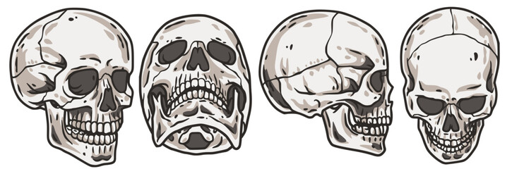 Skull vector set for halloween design. Skeleton head collection or bone brutal skull