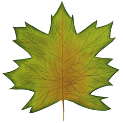 3d illustration of top view green maple leaf isolated.