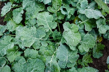 Several green agricultural plants in the field after the rain