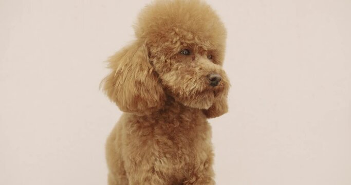 The amusing canine sat calmly at the grooming salon or veterinary clinic. Cute poodle dog getting haircut. The poodle dog sits properly and looks at the camera after finishing the haircut.