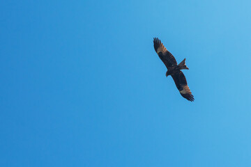 Black kite bird flying in the sky