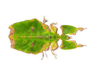 Top view of a Leaf-insect, Phyllium giganteum, isolated on white