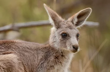 Fotobehang An eastern grey kangaroo joey in a park in Melbourne, Victoria. © south west images