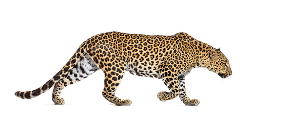 Side view of a Spotted leopard walking away, Panthera pardus, isolated on white