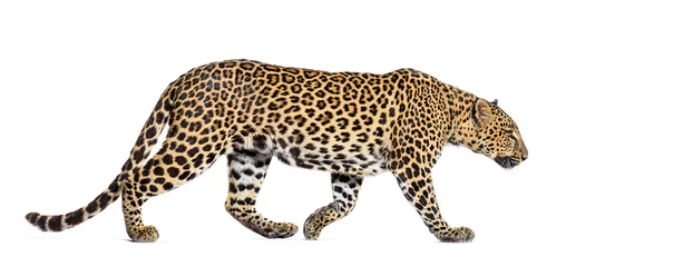 Foto op Canvas Side view of a Spotted leopard walking away, Panthera pardus, isolated on white © Eric Isselée