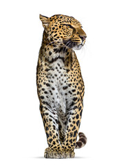 Fototapeta na wymiar Spotted leopard, Panthera pardus, standing proudly and looking away, isolated on white