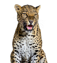 Spotted leopard roaring and showing his canines aggressively, Panthera pardus, isolated on white