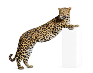 Naklejka premium side view of a leopard standing with its front legs on a base Panthera pardus, isolated on white