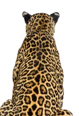 Stickers pour porte Léopard Back view of a spotted leopard looking ahead, isolated on white