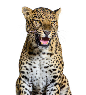 Spotted Leopard Roaring And Showing His Canines Aggressively, Panthera Pardus, Isolated On White