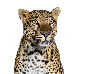 Head shot of a Spotted leopard, Panthera pardus, isolated on white