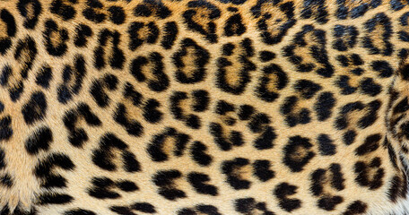 Close up of spotted Leopard fur texture