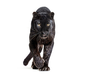 black leopard, panthera pardus, walking towards the camera and staring at the camera, isolated on...