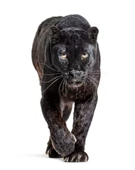 Fotobehang black leopard, panthera pardus, walking towards and staring at the camera, isolated on white © Eric Isselée