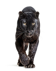 black leopard, panthera pardus, walking towards and staring at the camera, isolated on white - obrazy, fototapety, plakaty