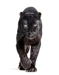 Foto auf Alu-Dibond black leopard, panthera pardus, walking towards and staring at the camera, isolated on white © Eric Isselée