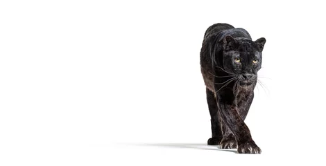 Fototapeten black leopard, panthera pardus, walking towards at the camera, benner with large copy space, isolated on white © Eric Isselée