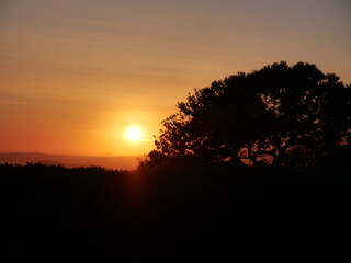 Schöner Sonnenuntergang hinter einem Baum